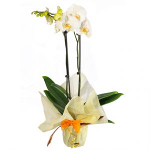 VALENTINE'S COLLECTION-WHITE ORCHID PLANT - Image 3