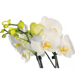 VALENTINE'S COLLECTION-WHITE ORCHID PLANT - Image 2